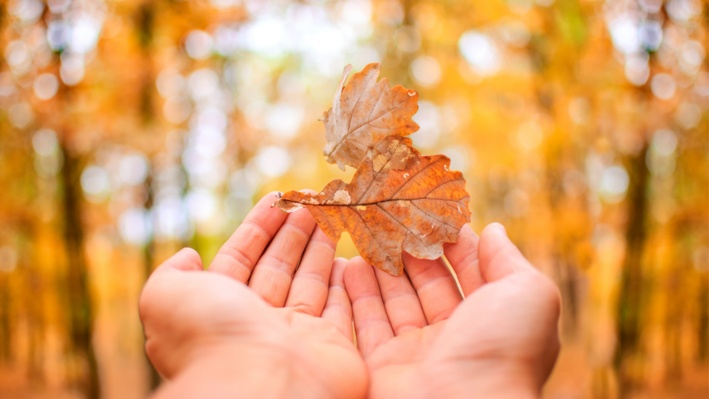 here-s-how-to-photograph-falling-leaves-eyeq