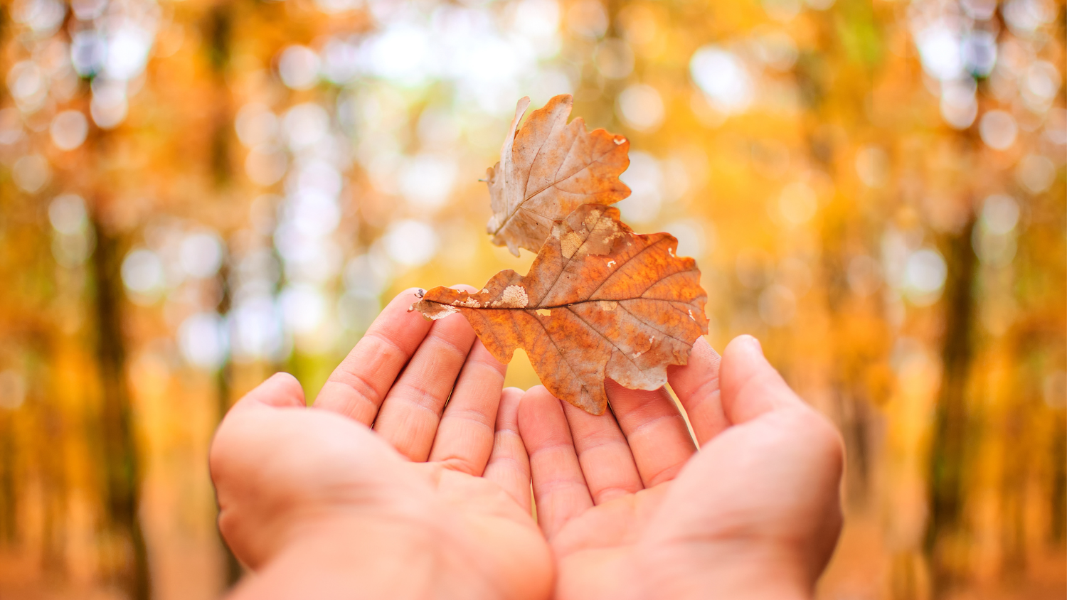 Here’s How to Photograph Falling Leaves